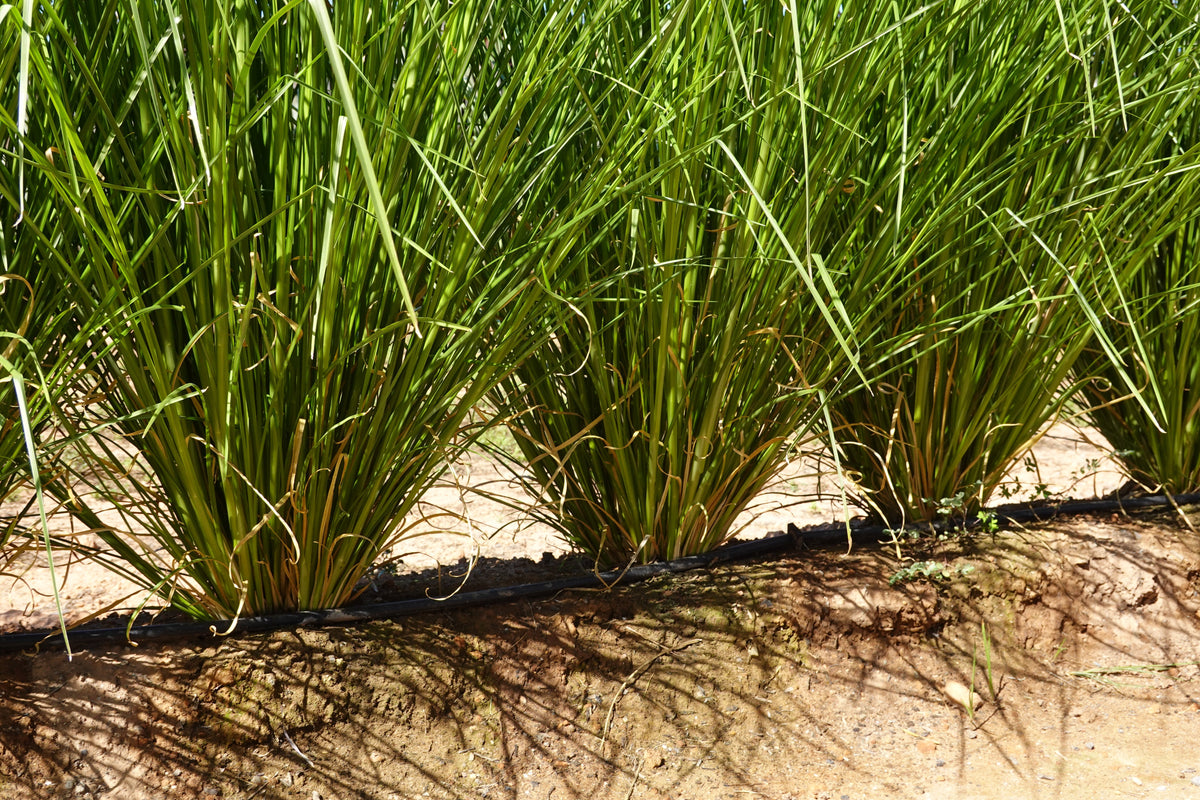 Vetiver plants in the field 