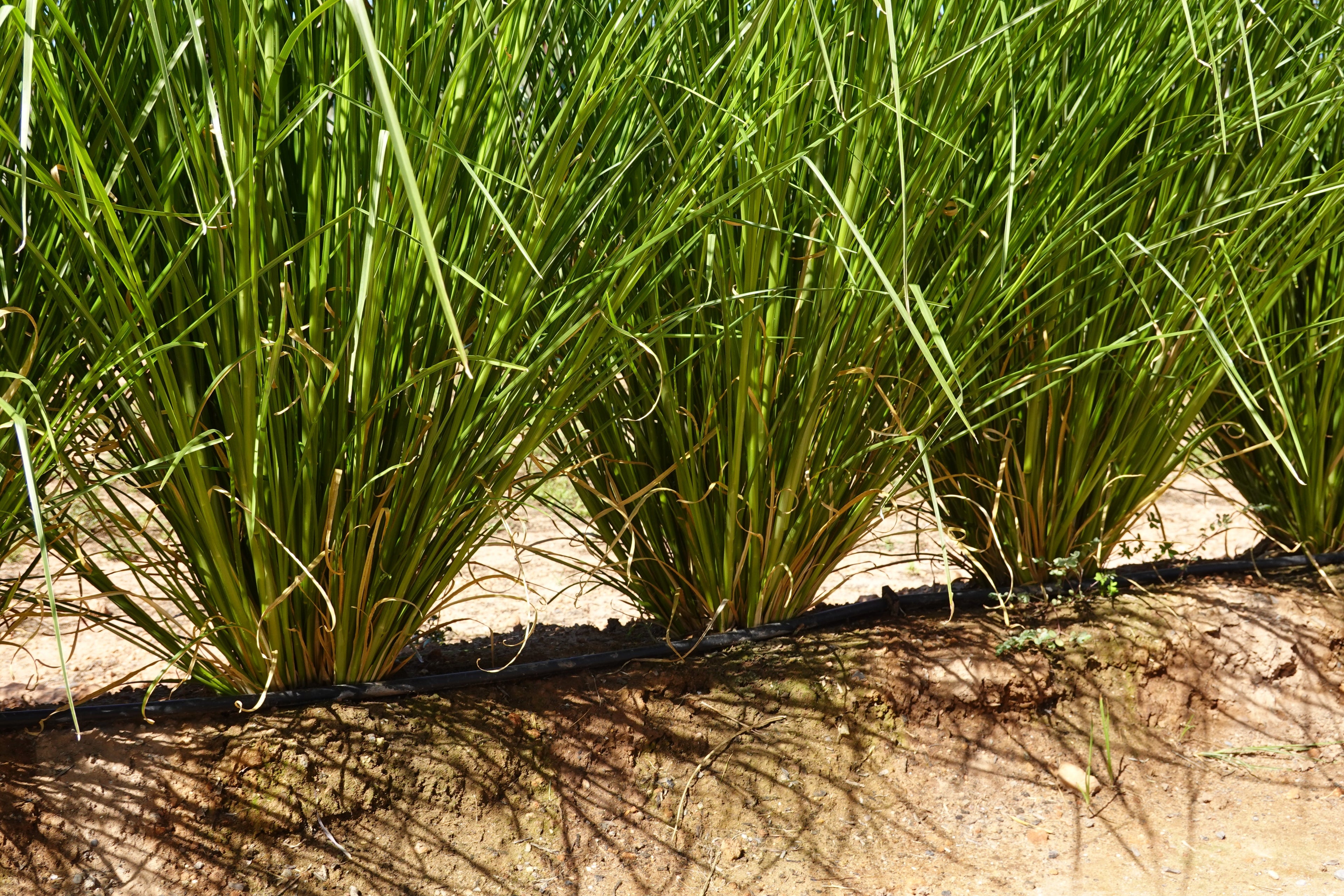 Vetiver plants in the field 